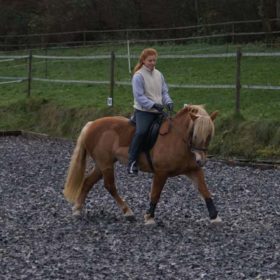 Arabell, Haflinger-Stute / Besitzer Angela und Roland Falbriard