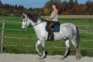 Brigitta Waelly Büchi mit PRE Idoneo